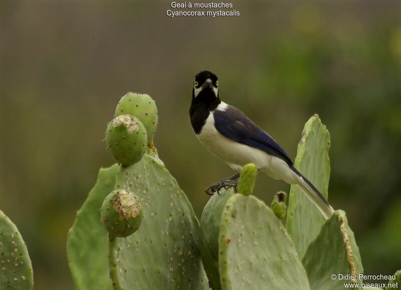 White-tailed Jay