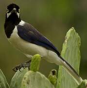 White-tailed Jay