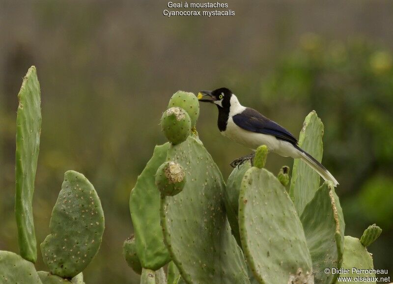 White-tailed Jay