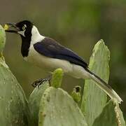 White-tailed Jay