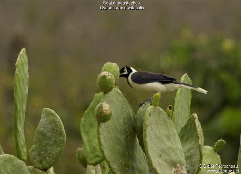 White-tailed Jay