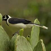 White-tailed Jay