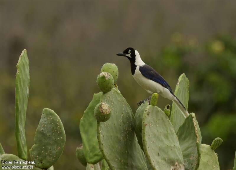 White-tailed Jayadult, identification