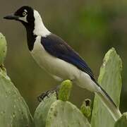 White-tailed Jay