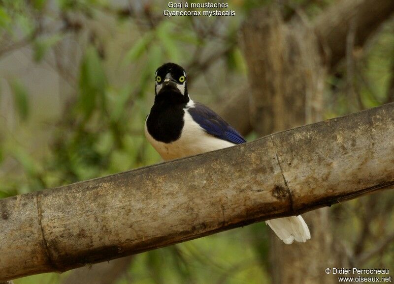 White-tailed Jay