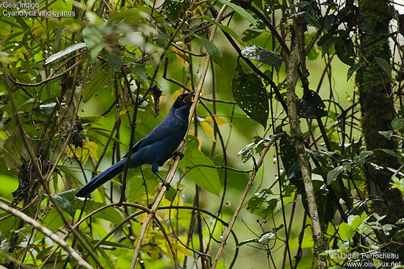 White-collared Jay