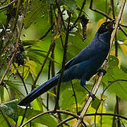 White-collared Jay