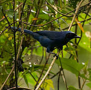 White-collared Jay