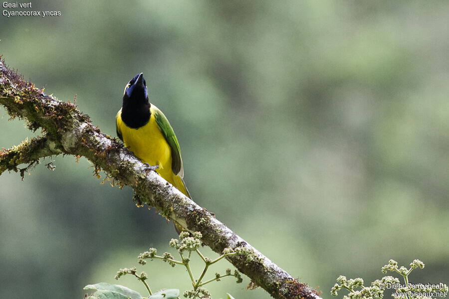 Inca Jay