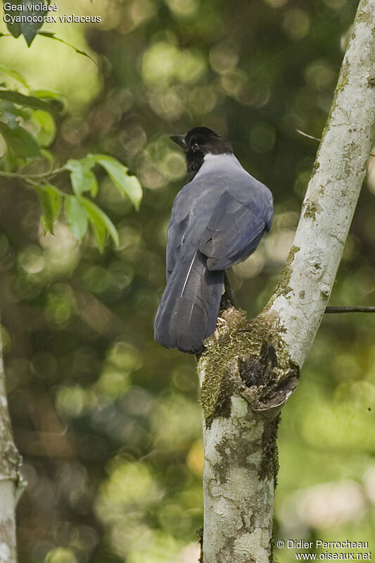 Violaceous Jay