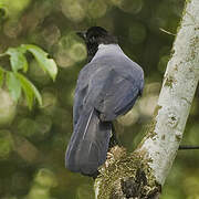 Violaceous Jay