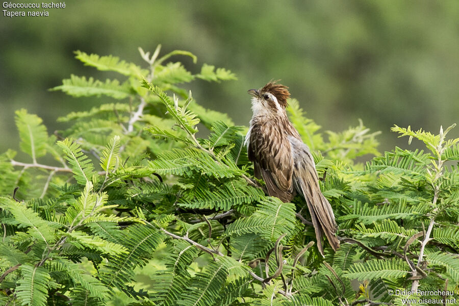 Striped Cuckoo