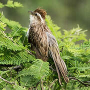 Striped Cuckoo