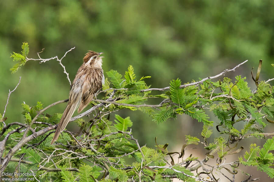 Striped Cuckooadult, song