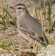 Rufous-banded Miner