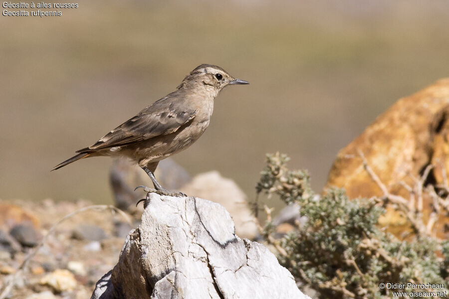 Rufous-banded Mineradult, identification