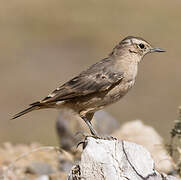 Rufous-banded Miner