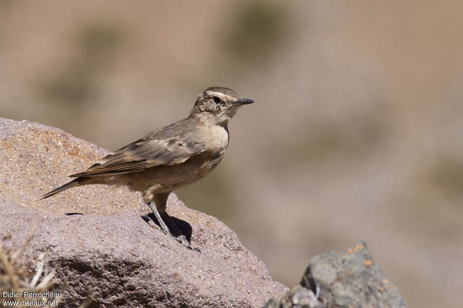 Rufous-banded Mineradult, identification