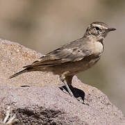 Rufous-banded Miner