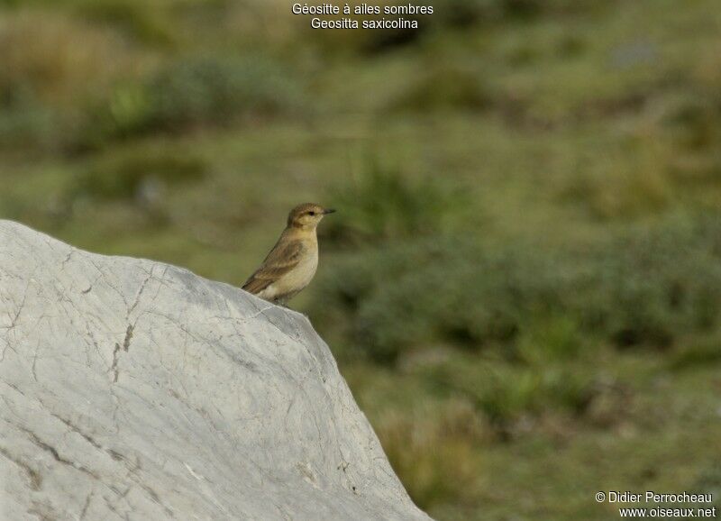 Dark-winged Miner