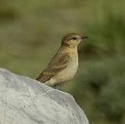 Dark-winged Miner