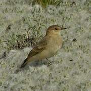 Dark-winged Miner