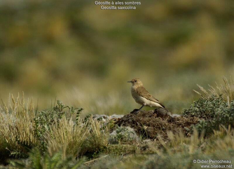 Dark-winged Miner