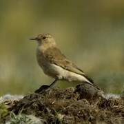 Dark-winged Miner