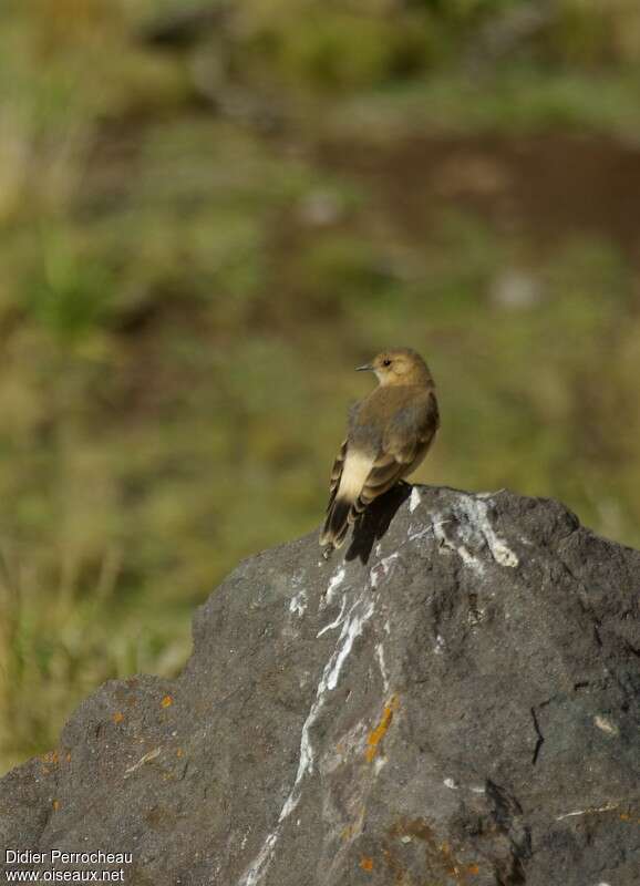 Dark-winged Miner, habitat, pigmentation