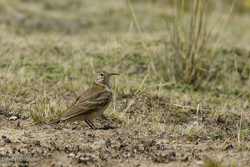 Slender-billed Mineradult, identification