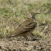 Slender-billed Miner