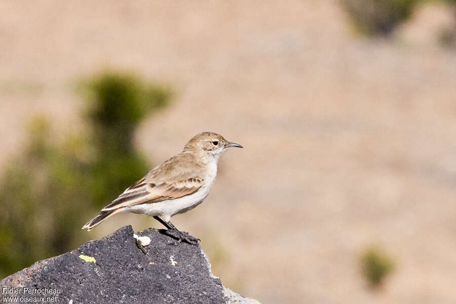 Géositte de la puna adulte, identification