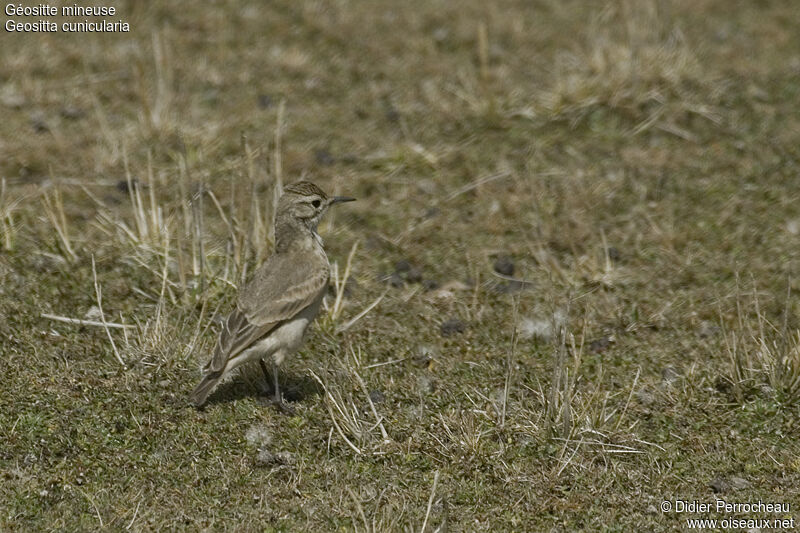 Common Miner, identification