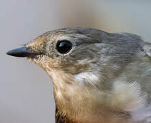 Collared Flycatcher