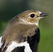 Collared Flycatcher