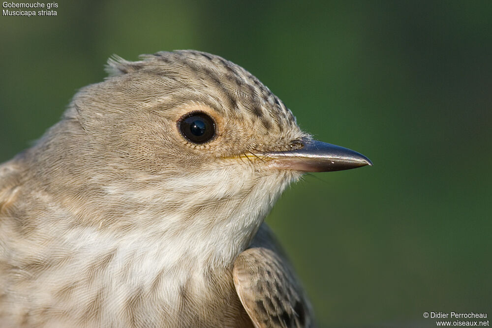 Spotted Flycatcher