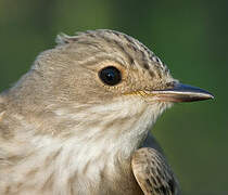 Spotted Flycatcher