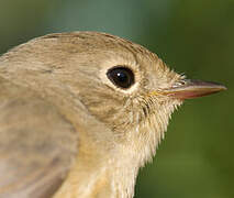 Red-breasted Flycatcher