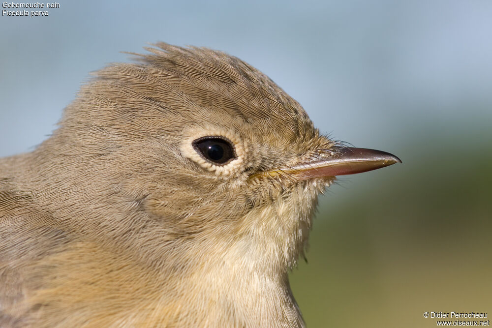 Red-breasted Flycatcher