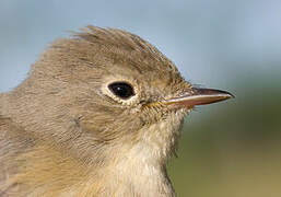 Red-breasted Flycatcher