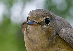 Red-breasted Flycatcher