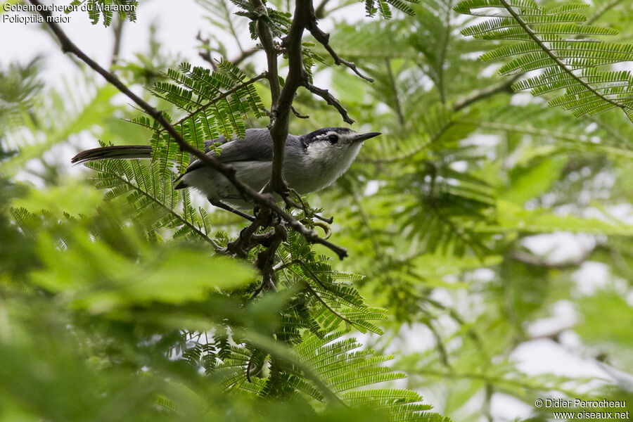 Maranon Gnatcatcher female adult