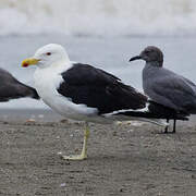 Kelp Gull