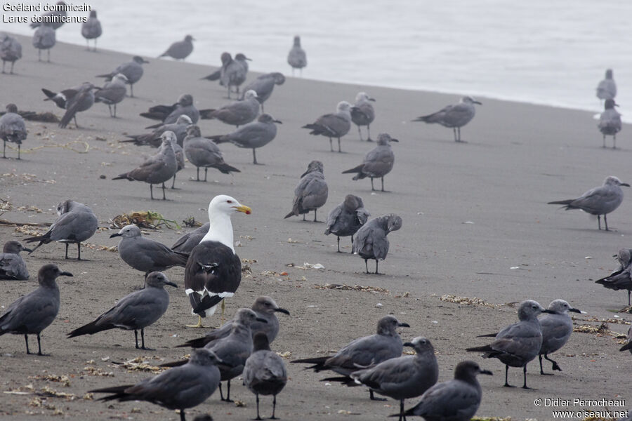 Kelp Gull