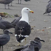 Kelp Gull