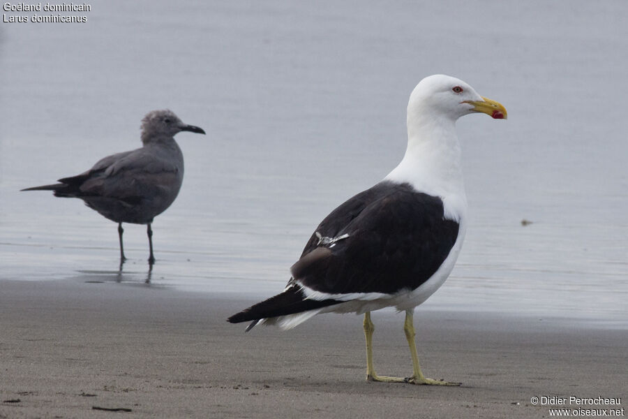 Kelp Gull