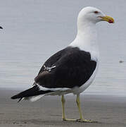 Kelp Gull