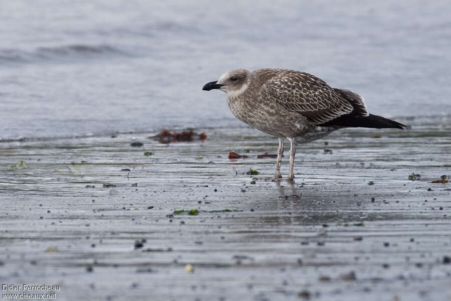 Kelp Gulljuvenile, identification