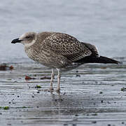 Kelp Gull