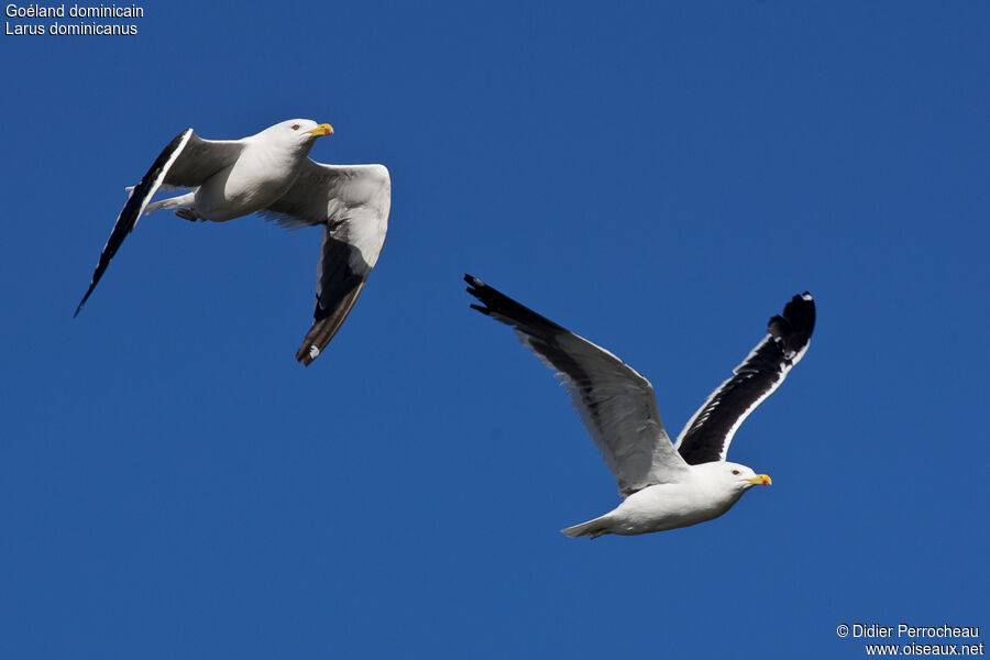 Kelp Gull